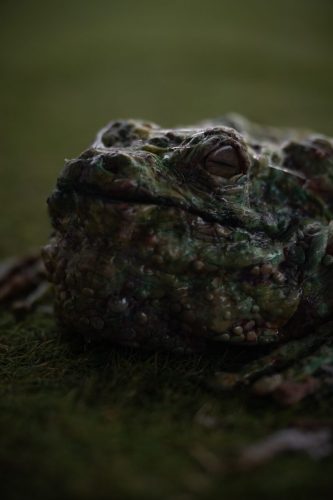 insane_photos-099